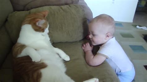 Cat Swatting At Babyhilarious One News Page Video