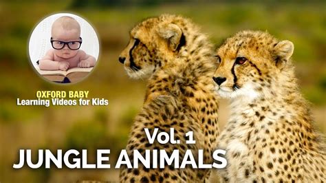 Learn Jungle Animal Sounds 🐅 Toddlers Children Kids