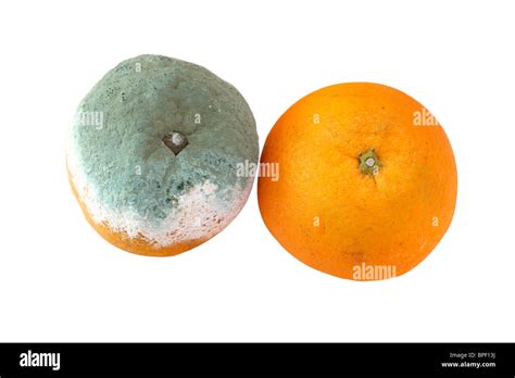 Rotten Orange Hi Res Stock Photography And Images Alamy