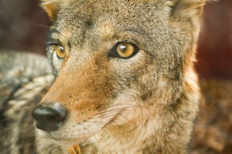 Numbers Of Urban Coyotes Are Increasinghow To Avoid Conflicts