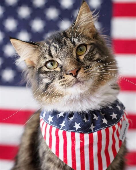 Happy 4th Of July Kittens