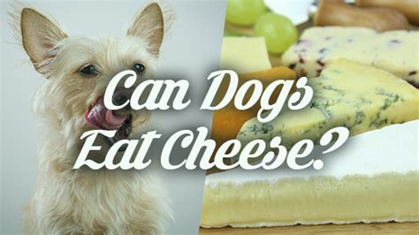 If a dog were to eat blue cheese, they could produce roquefortine c, a fungal metabolite, which causes digestive issues. Can Dogs Eat Cheese? | Pet Consider