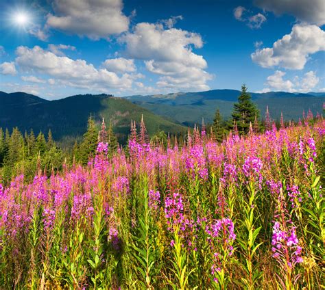 Beautiful Summer Landscape In Mountains With Pink Flowers Stock Photo