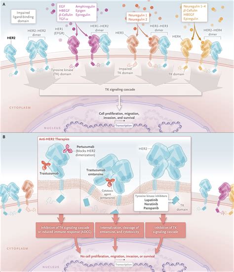 Her2 And Breast Cancer — A Phenomenal Success Story Nejm