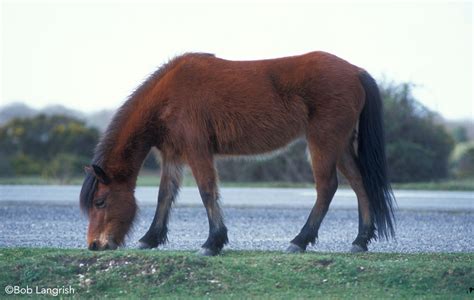 forest pony traits  characteristics horse illustrated