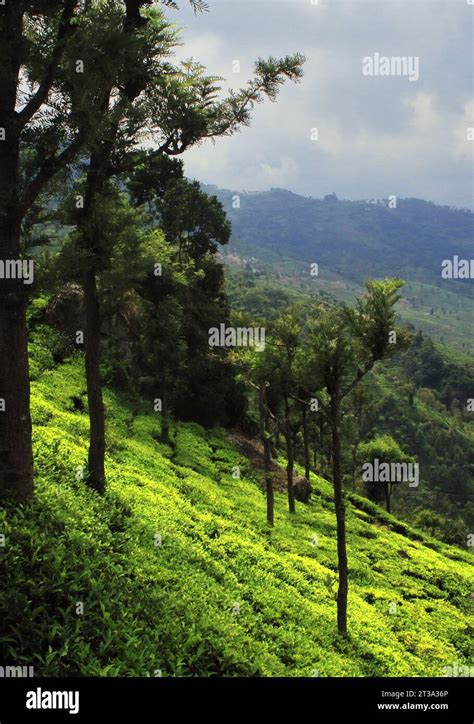 Beautiful Lush Green Tea Garden Of Coonoor Located On Nilgiri Mountain