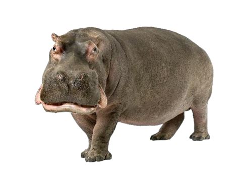 Hippo Png Image File Png All Png All