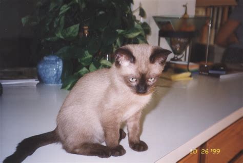 There are two breed among the siamese cats. Gracie when we first got her! (With images) | Tonkinese ...