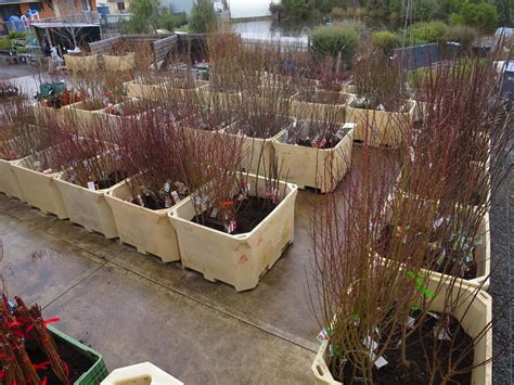 This is an important job as trees that are left unpruned or pruned wrong may be. Bare root fruit trees Hobart Tasmania