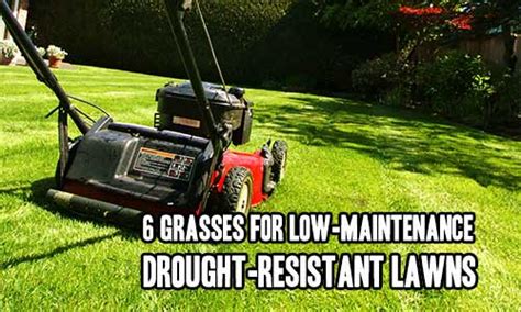 6 Grasses For Low Maintenance Drought Resistant Lawns Iseeidoimake