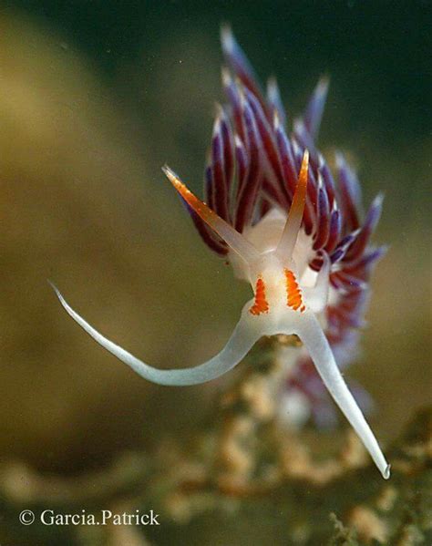 This Here Is Called A Nudibranch Underwater Creatures Underwater