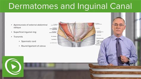 Anatomy of the inguinal canal. Dermatomes and Inguinal Canal - Anatomy | Lecturio - YouTube