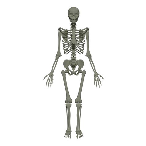 Skeleton Png 10 Free Cliparts Download Images On Clipground 2023