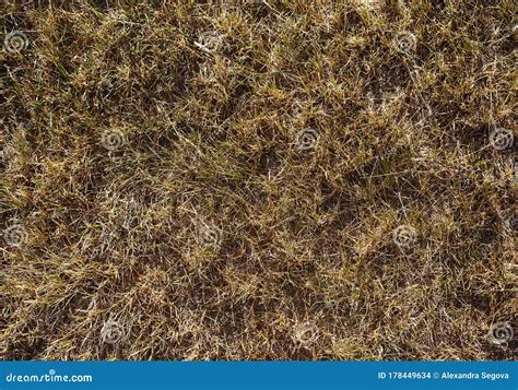 Dried Grass Texture Straw Or Hay Abstract Background Stock Photo