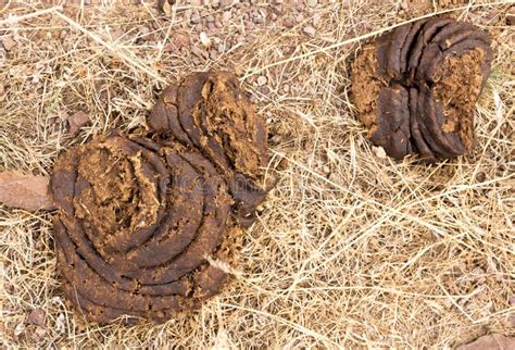 Cow Feces On The Ground Stock Photo Image Of Excrement 111934934