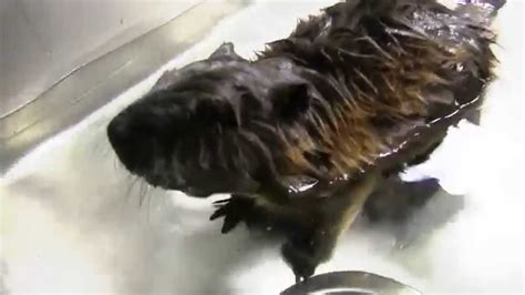 Exotic Pet Vet Baby Beaver Happiness Youtube