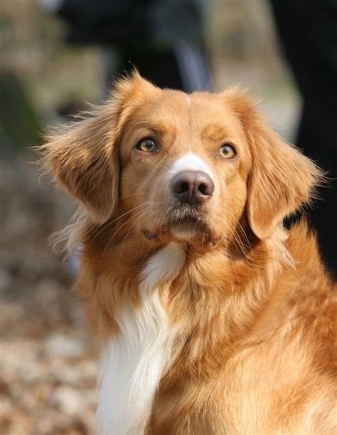 As far as the eye could reach, the middle of the stream and the broad water of the river below were covered with them. 29 best Nova Scotia duck tolling retriever images on ...