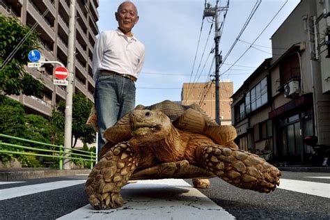 African Spurred Tortoise Man’s Best Friend Wsj
