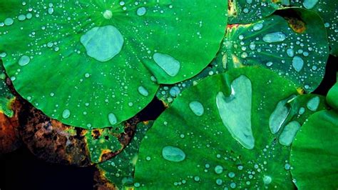 502185 1920x1080 Closeup Water Drops Nature Macro Plants Leaves Green