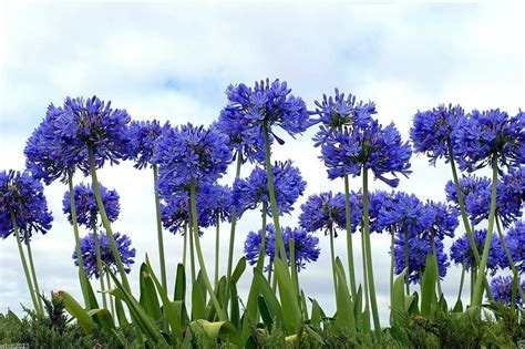 Lily Of The Nile 20 Seeds Flowers Blue African Lily