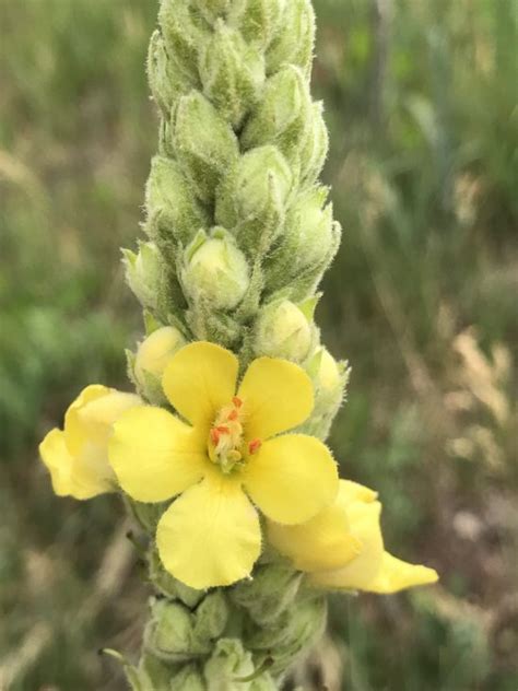 Mullein Medicinal Plant Colorados Wildflowers