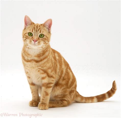 Ginger Cat Photo Wp30161