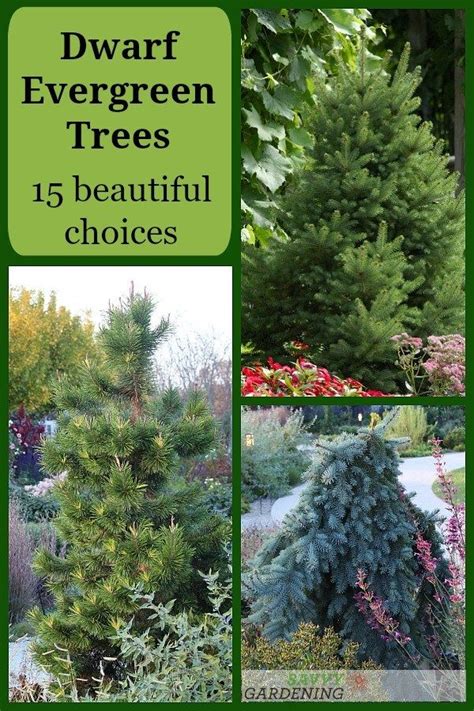 Dwarf Evergreen Trees 15 Beautiful Choices For Your Garden You Cant