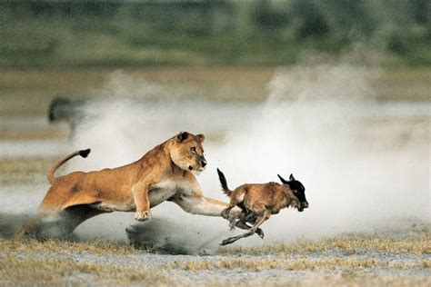 Fierce Battle Between Waterbuck Vs 2 Lionesses Video