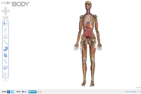 Review See Human Anatomy In 3d With Zygote Body Pcworld