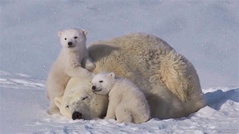 Polar Bear Cubs Cuddling With Mother Rific