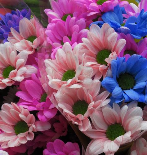 Pretty Bright Fresh Cut Colorful Daisy Bouquet Closeup Flowers Stock