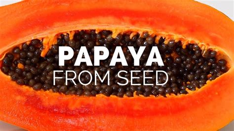 Best Way To Grow A Papaya Tree From Seed At Home Best Germination