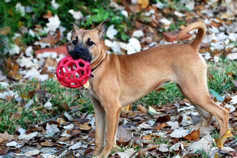 A Brown Dog Holding A Red Frisbee In Its Mouth While Standing On Leaves