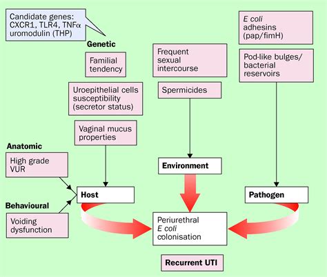 Pathogenesis Of Urinary Tract Infections With Normal Female Anatomy
