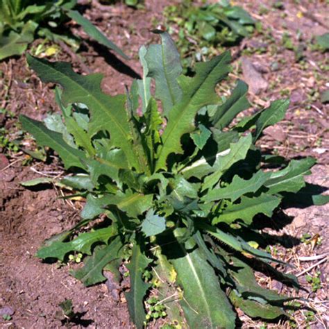 Wild Lettuce A Prickly Weed With Dreamy Plant Medicine The Back