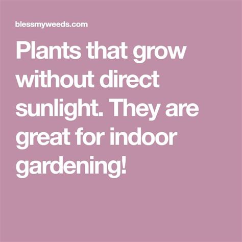 Indoor flowering plants without sunlight india. 15 Plants That Grow Without Sunlight | Indoor garden ...