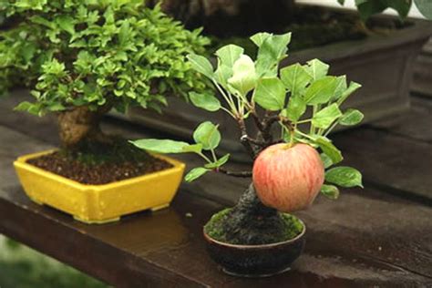 A Guide To Growing Bonsai Fruit Trees Tips And Updates Babamail