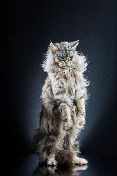 10 Great Photos Of Fabulous Cats Standing On Two Legs