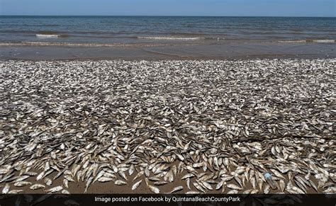 Thousands Of Dead Fish Wash Up On Beach On Texas Gulf Coast