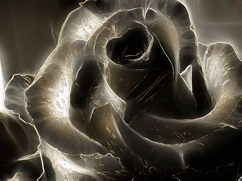 Flower rose black background hd. Black Rose Backgrounds - Wallpaper Cave