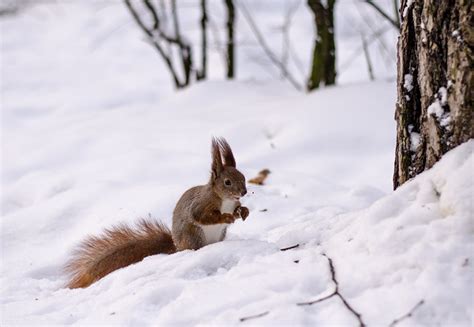 Jeden tag tausende neuer bilder garantiert kostenlos hochwertige videos und bilder von pexels Winterbilder Tiere Als Hintergrundbild : Red Fox posing in ...