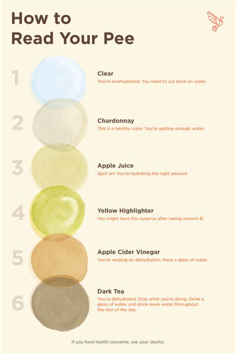 Urology Infographic What Your Urines Color Means Scaled Mcesda