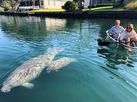 Crystal River Clear Kayak Tours Manatee And Three Sisters Springs