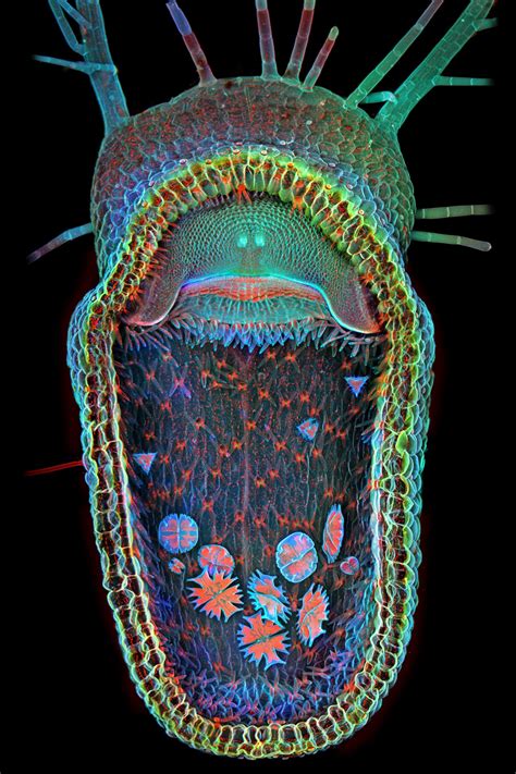 Lifes Littlest Pleasures Make Amazing Microscope Photos Wired