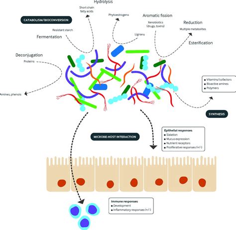 The Role Of The Microbiome In Human Health And Disease An Introduction