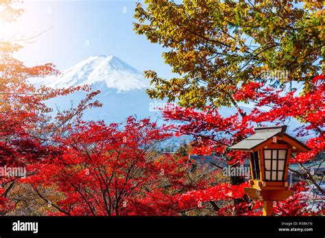 Mount Fuji And Maple Tree Stock Photo Alamy