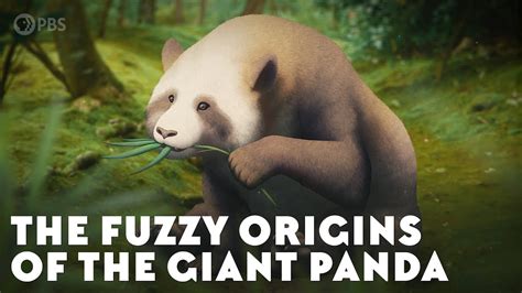 The Fuzzy Origins Of The Giant Panda Youtube