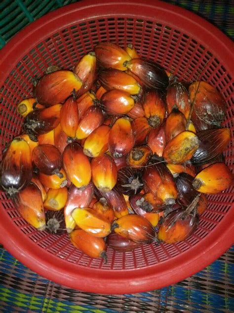 Dm am ku coba tuk menjadi yang terbaik. Wanita Ini Kongsi Resipi Bengkang Buah Kelapa Sawit Yang ...