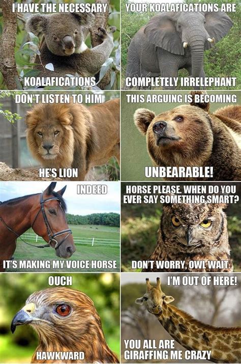 Pin By Samantha F On Atti Funny Animal Quotes Animal Jokes Funny