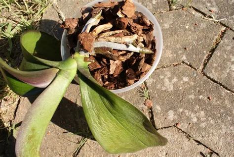 Why Are My Orchids Leaves Drooping Orchid Friends